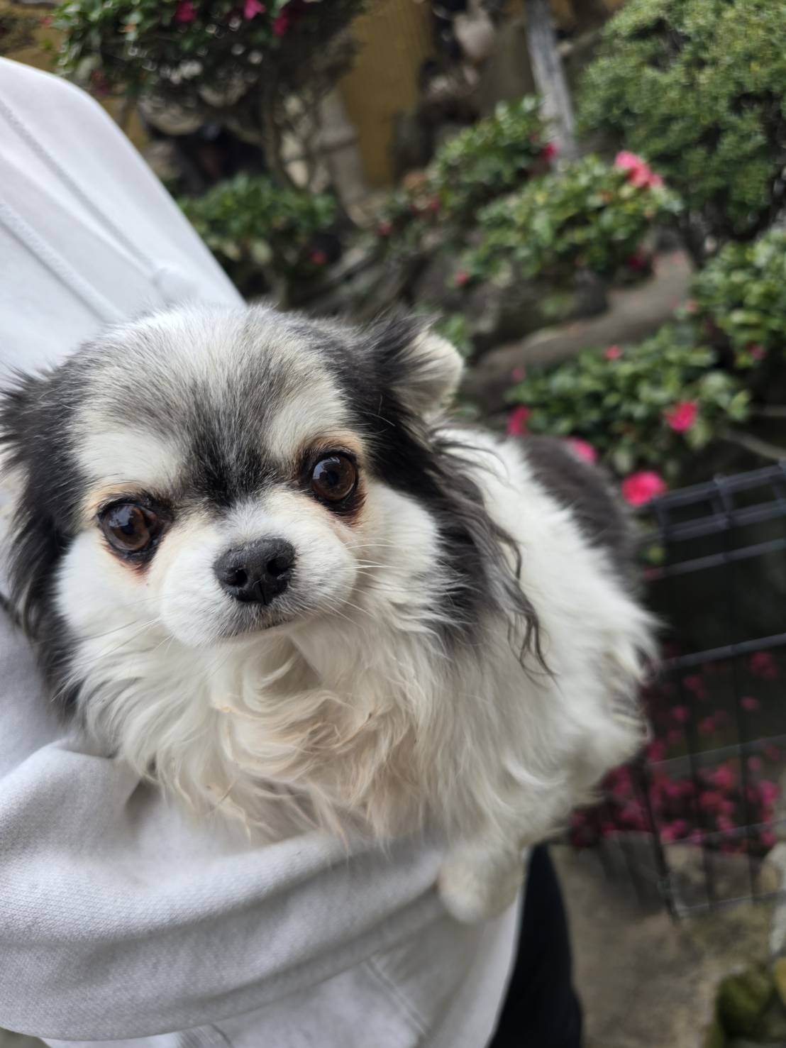 華clubで預かっている里親を探している保護犬です。