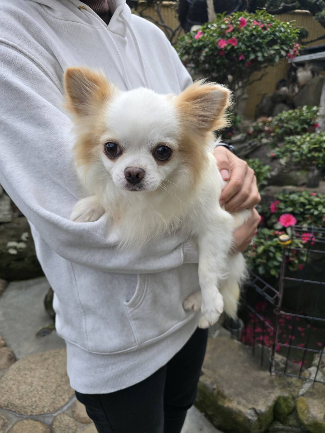 華clubで預かっている里親を探している保護犬です。