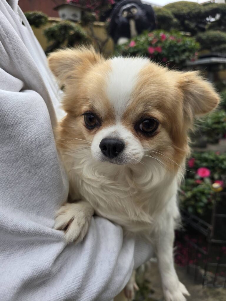 華clubで預かっている里親を探している保護犬です。
