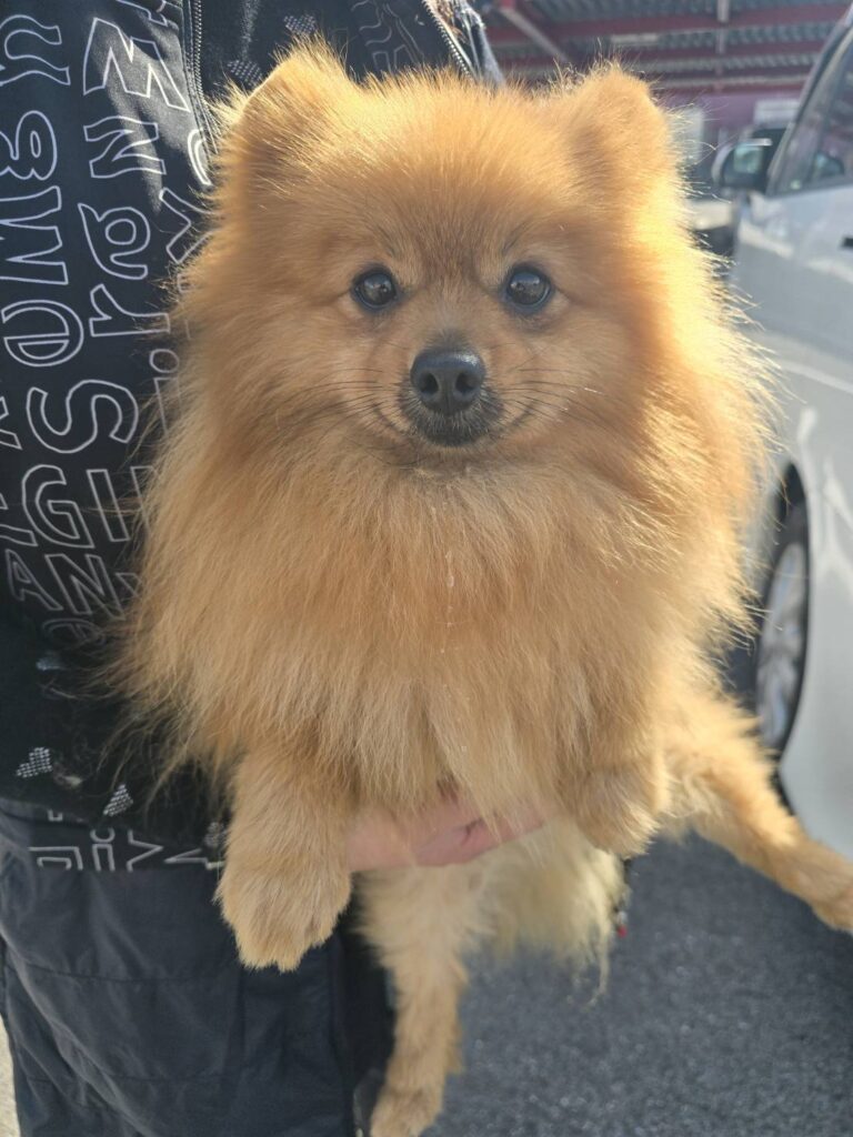 華clubで預かっている里親を探している保護犬です。