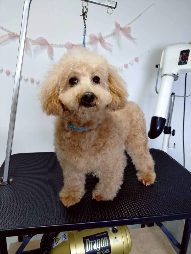 華clubで預かっている里親を探している保護犬です。