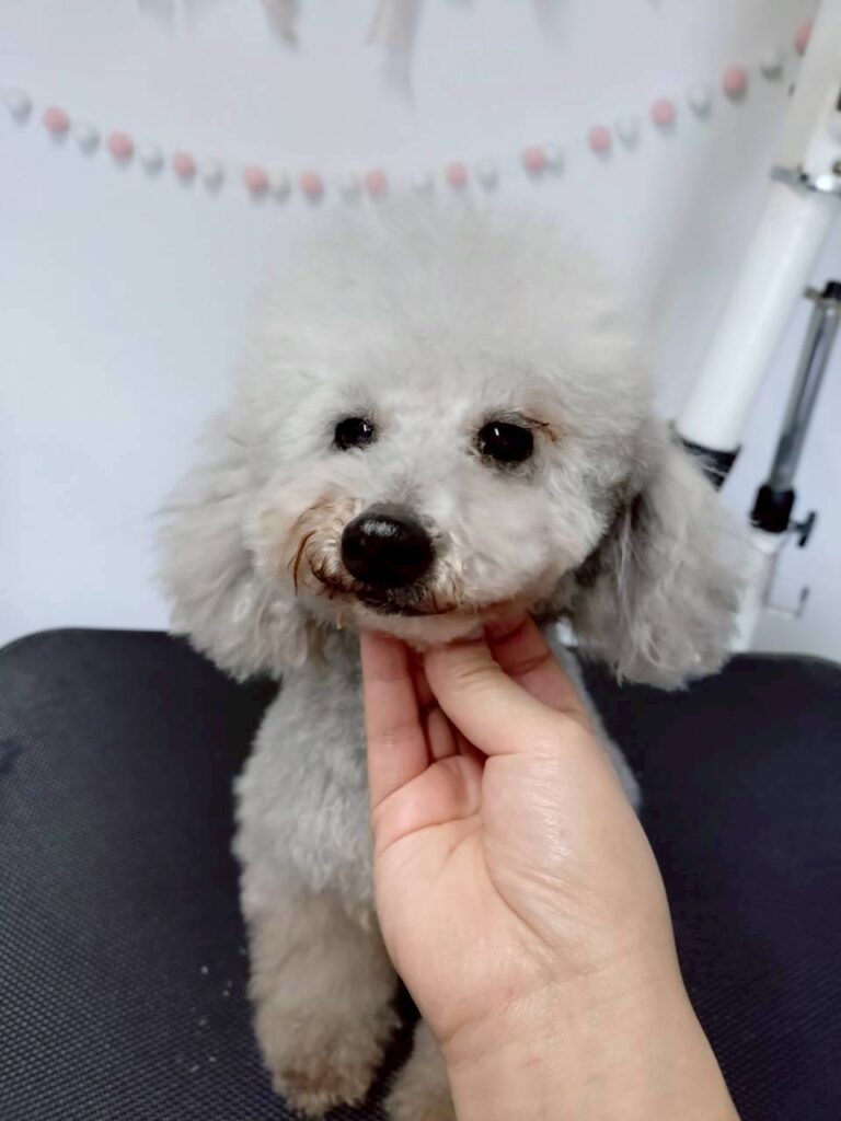 華clubで預かっている里親を探している保護犬です。