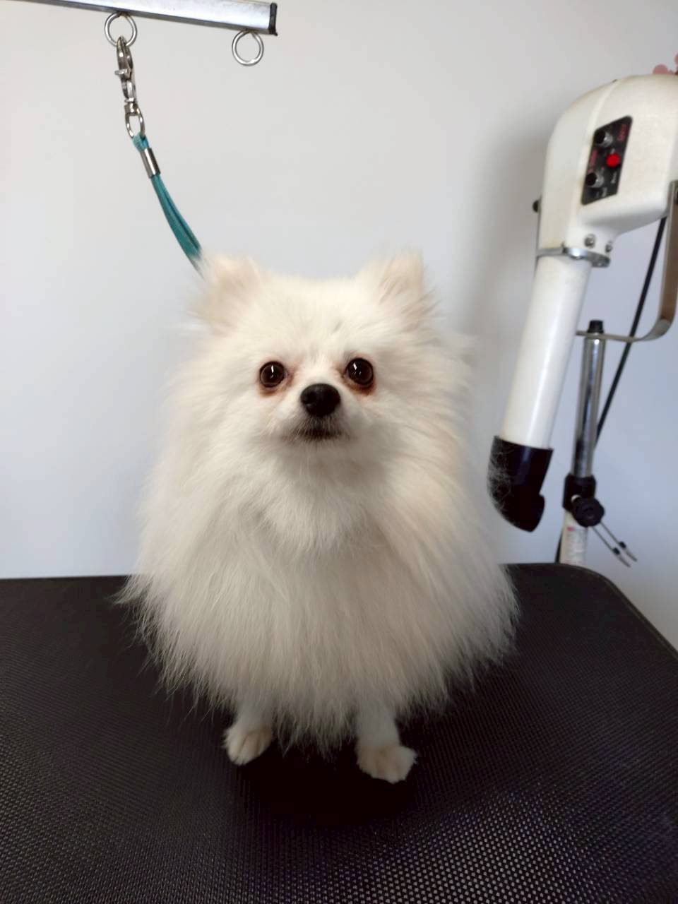 華clubで預かっている里親を探している保護犬です。