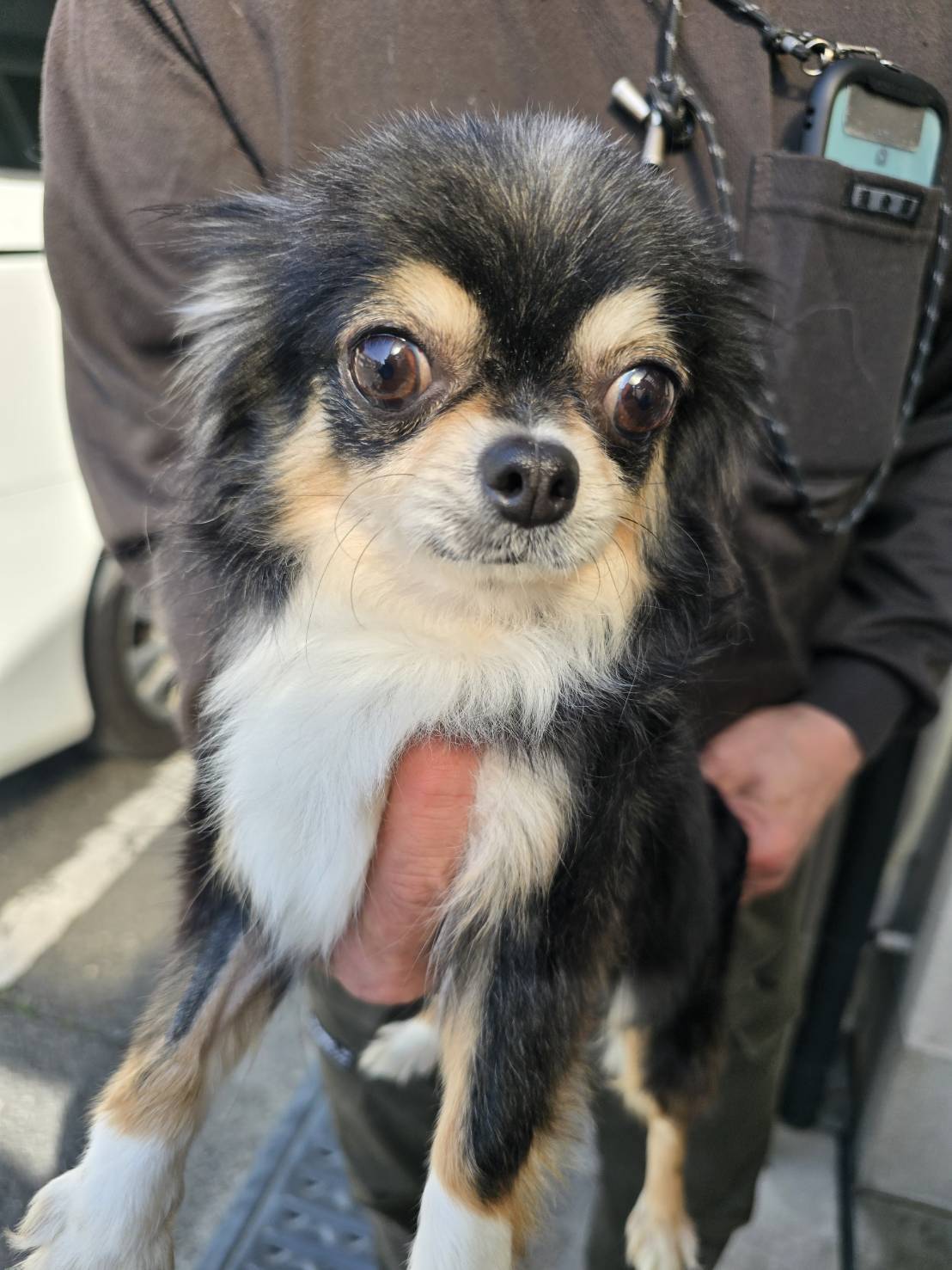 華clubで預かっている里親を探している保護犬です。