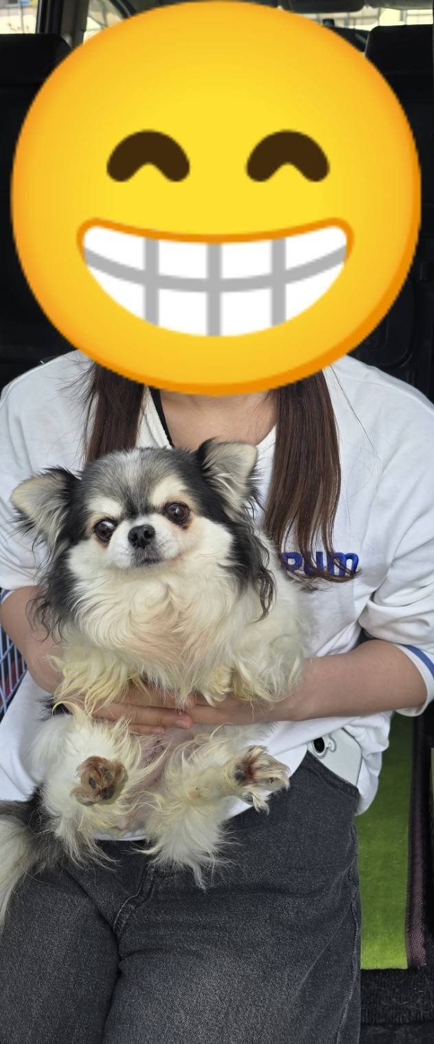 こちらの保護犬は里親様が決まりました