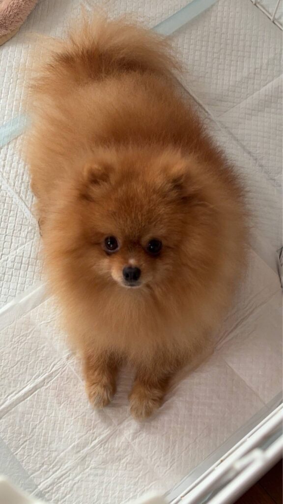 こちらの保護犬は里親様が決まりました