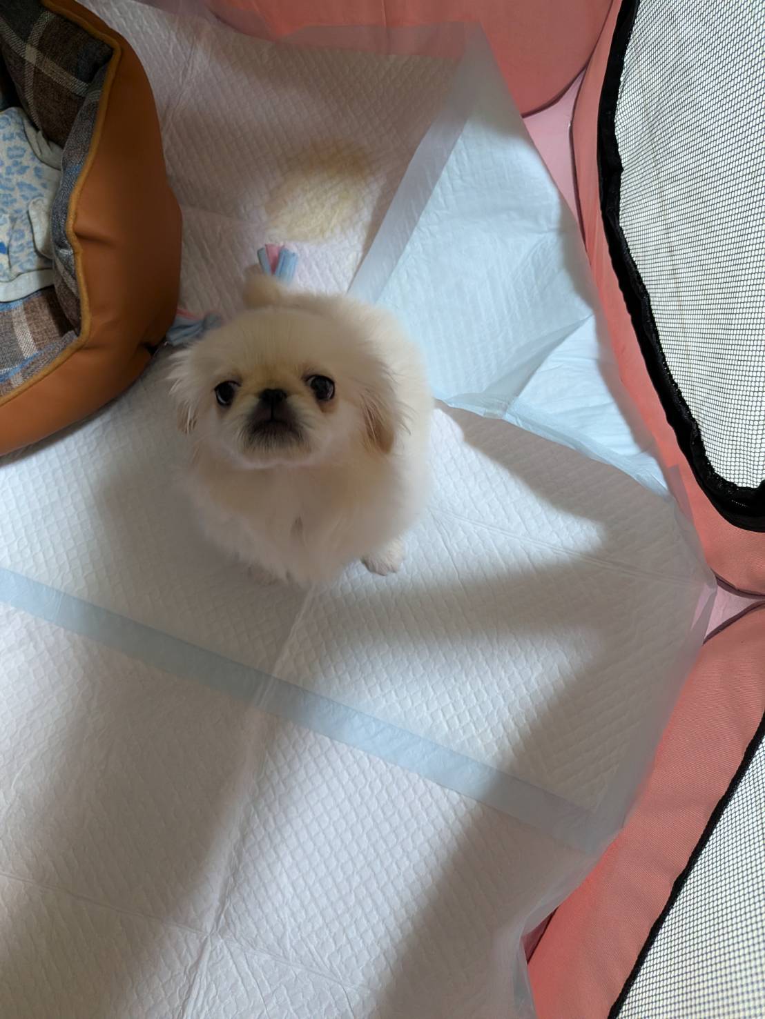 こちらの保護犬は里親様が決まりました