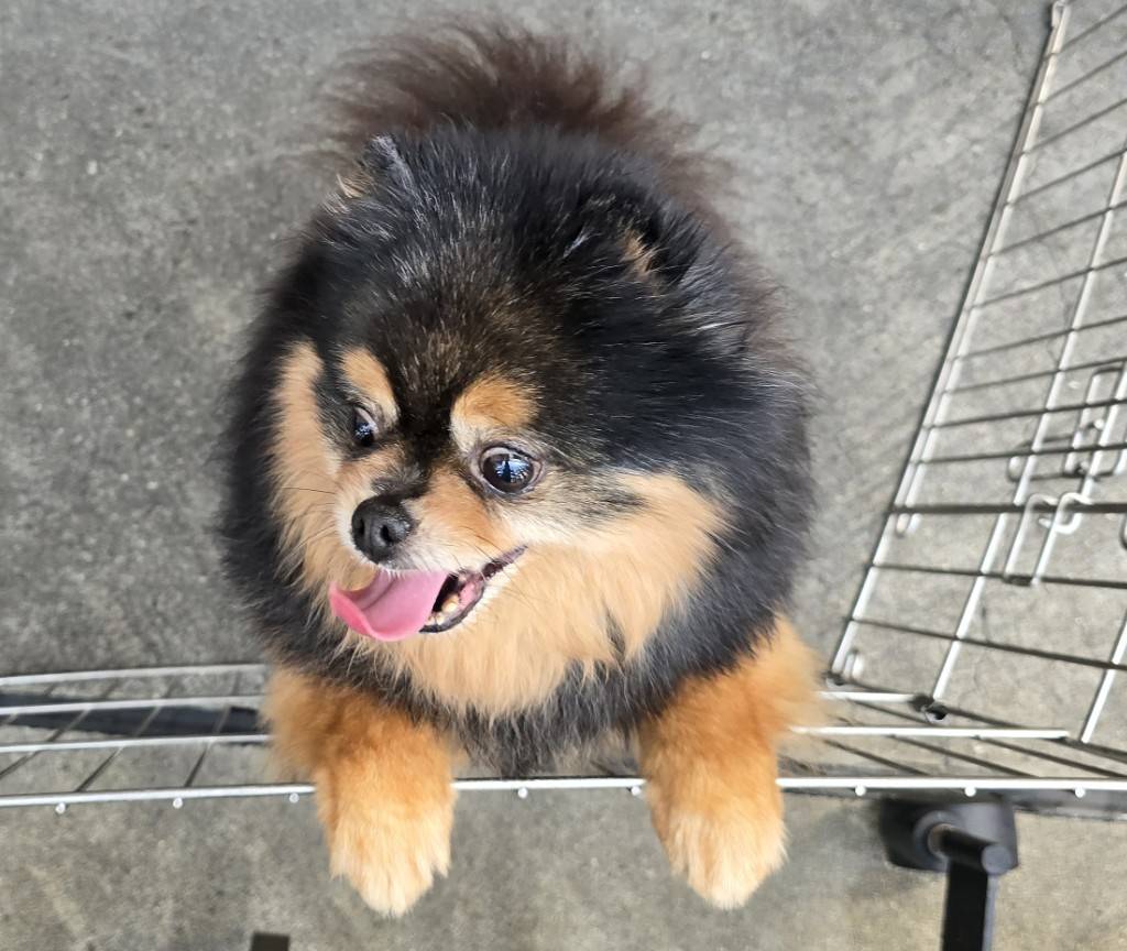 華clubで預かっている里親を探している保護犬です。