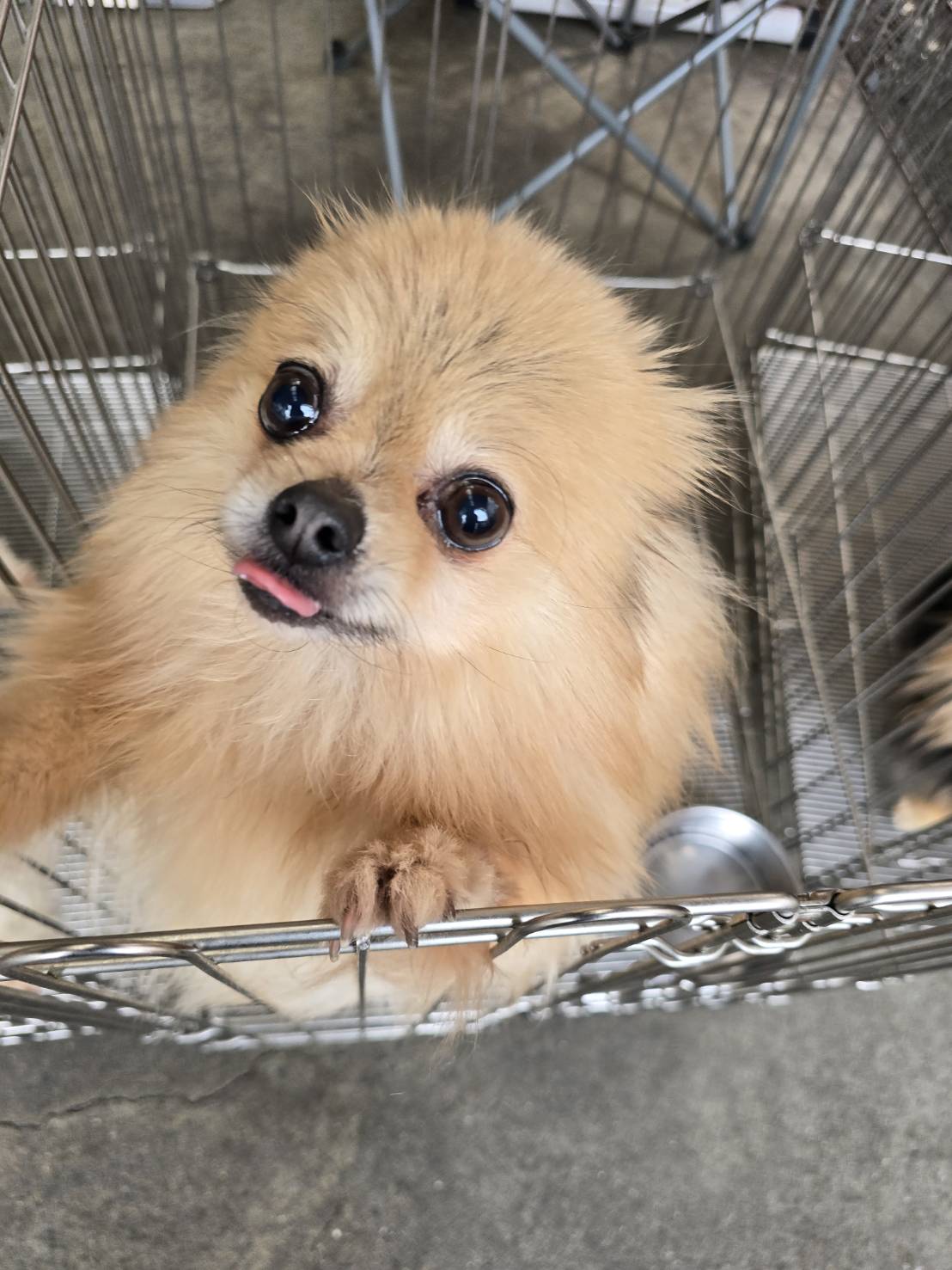 華clubで預かっている里親を探している保護犬です。