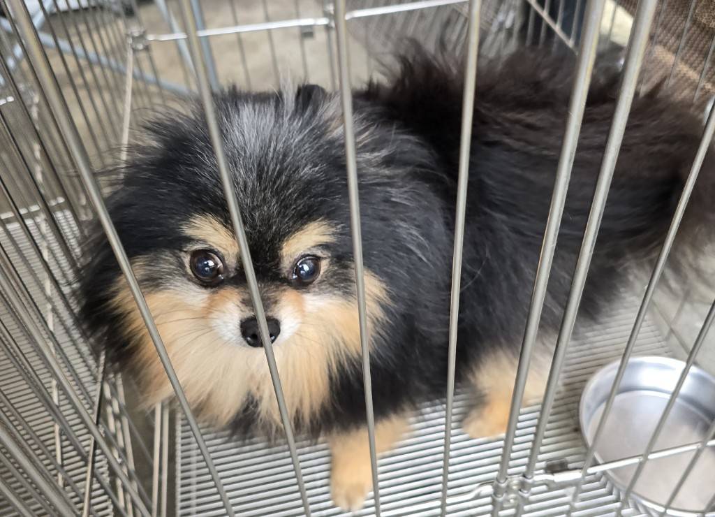 華clubで預かっている里親を探している保護犬です。