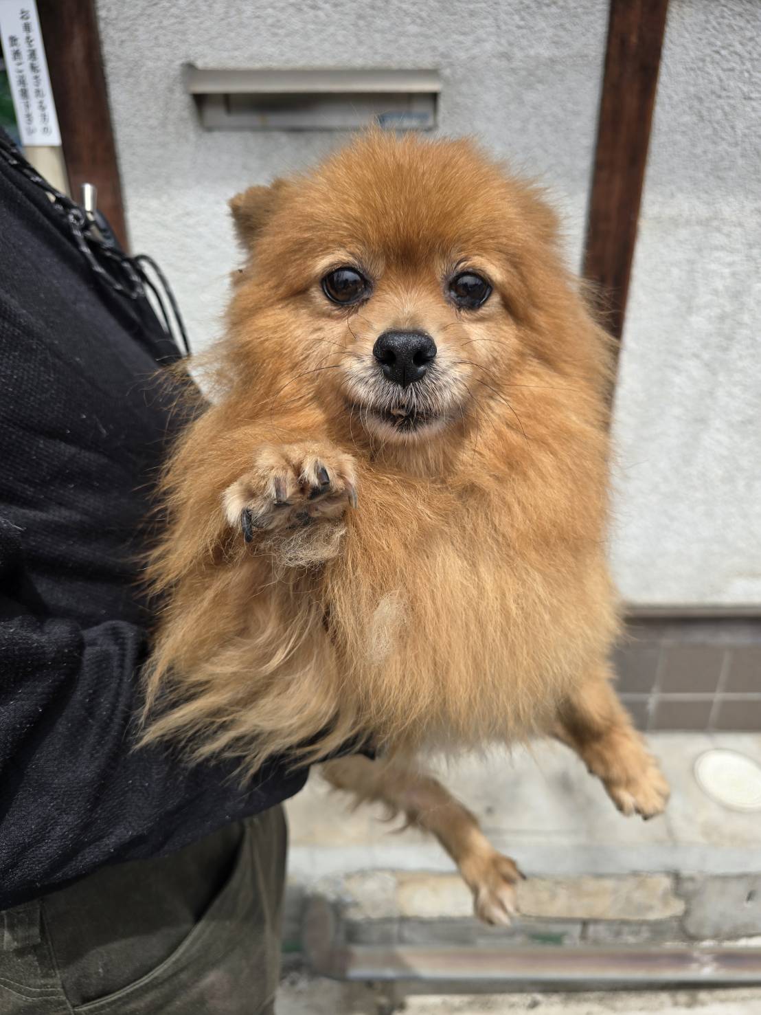 華clubで預かっている里親を探している保護犬です。