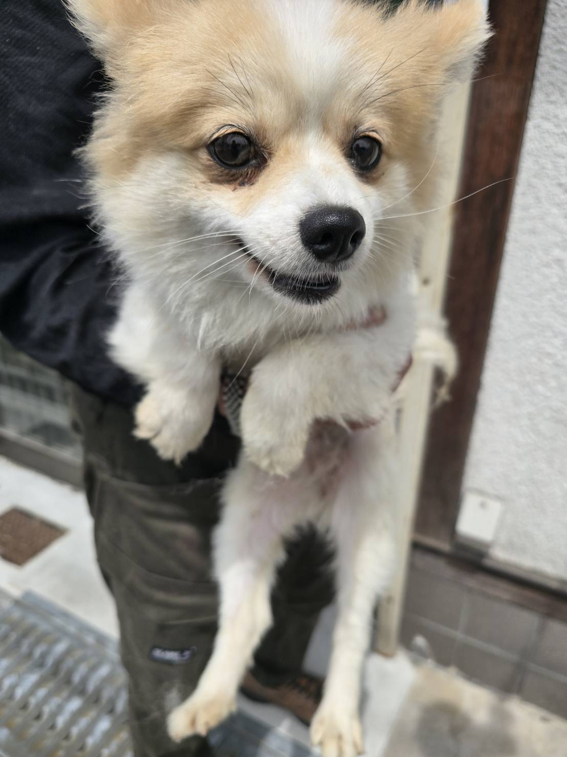華clubで預かっている里親を探している保護犬です。