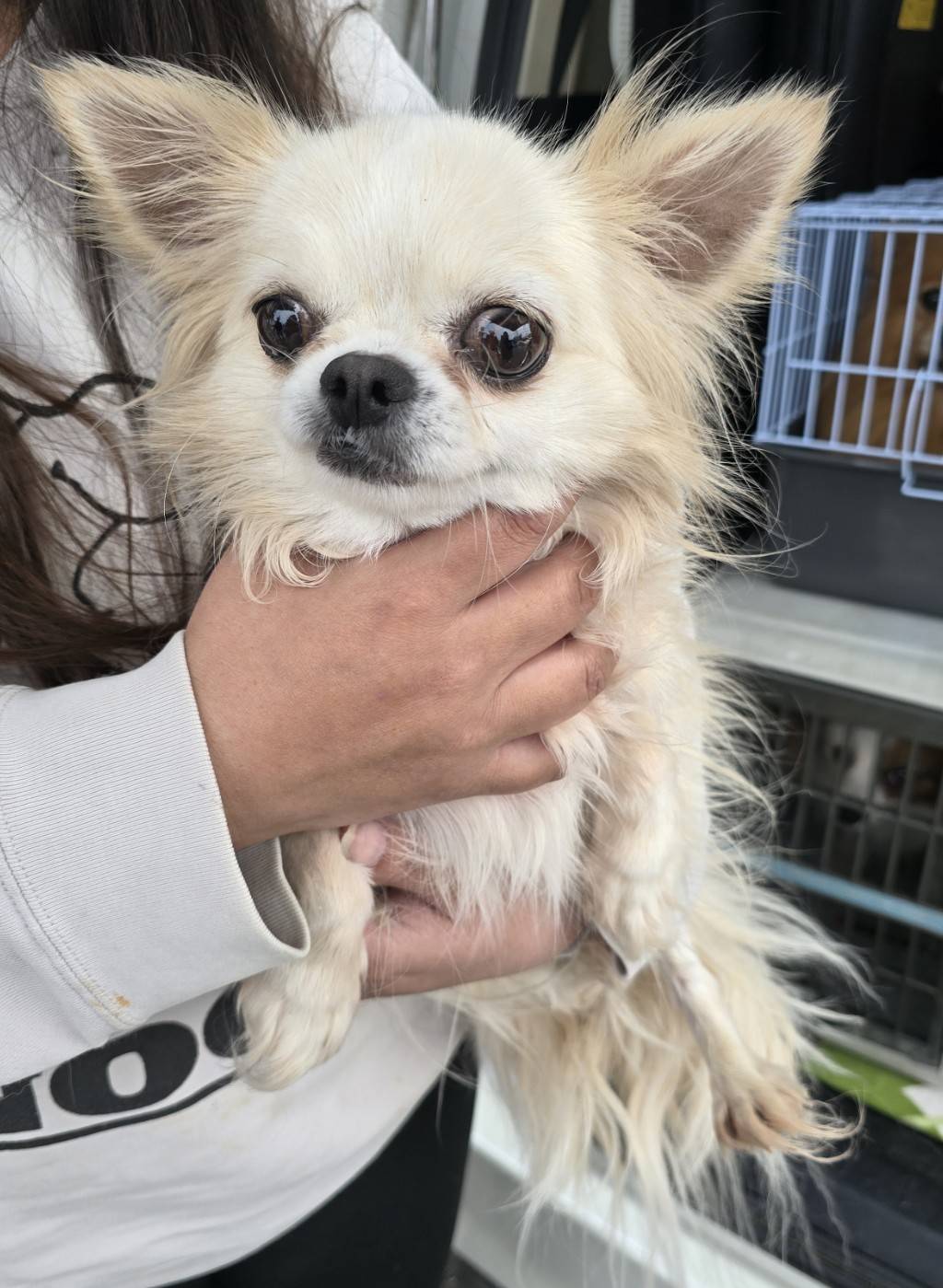 華clubで預かっている里親を探している保護犬です。