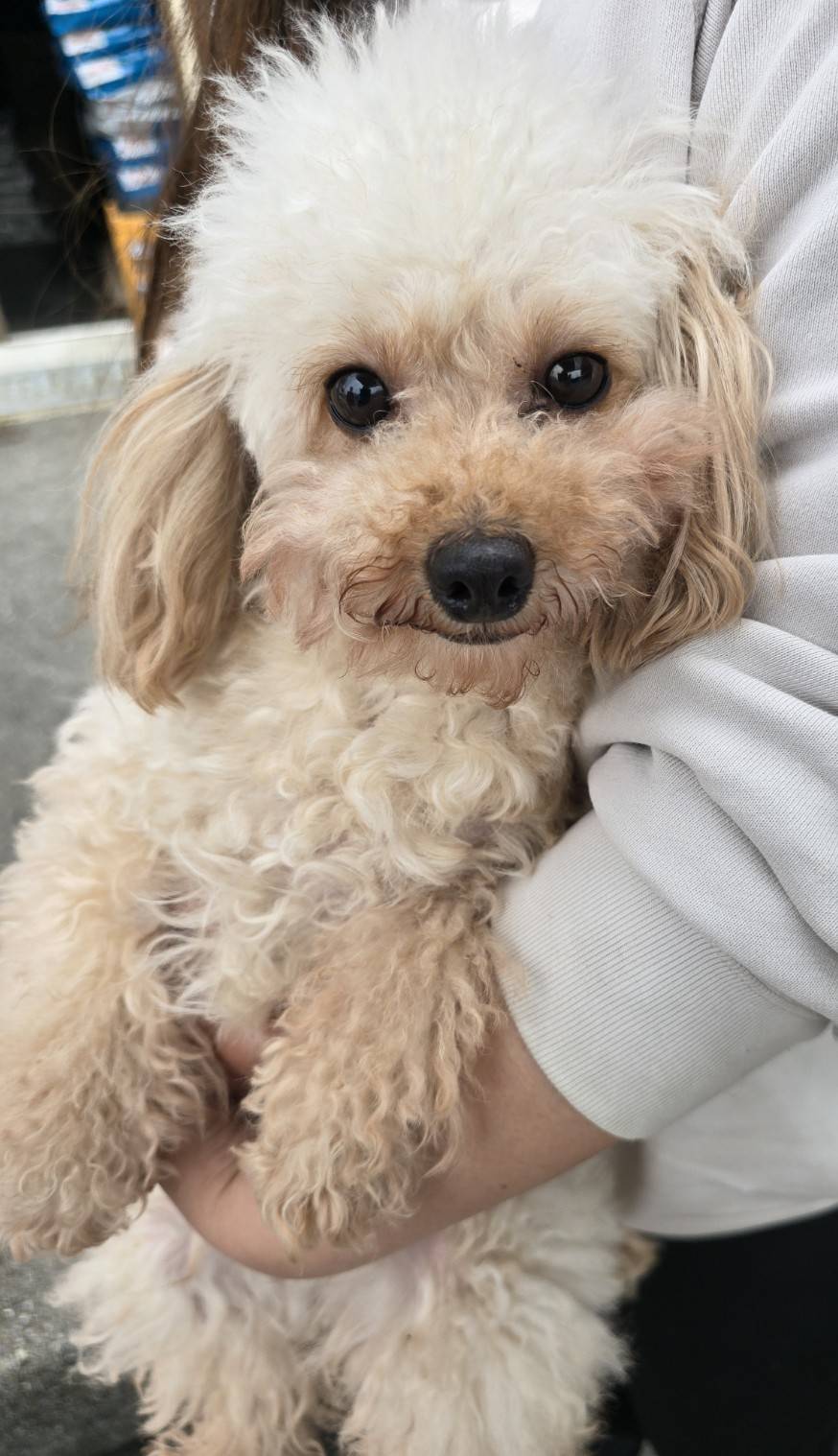 華clubで預かっている里親を探している保護犬です。