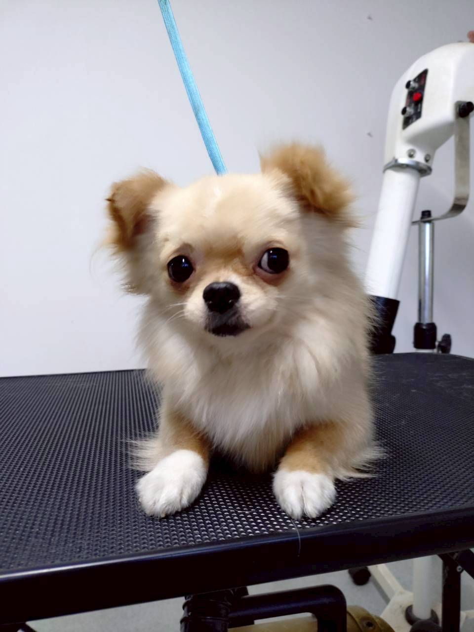 華clubで預かっている里親を探している保護犬です。