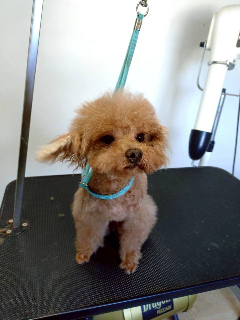 華clubで預かっている里親を探している保護犬です。