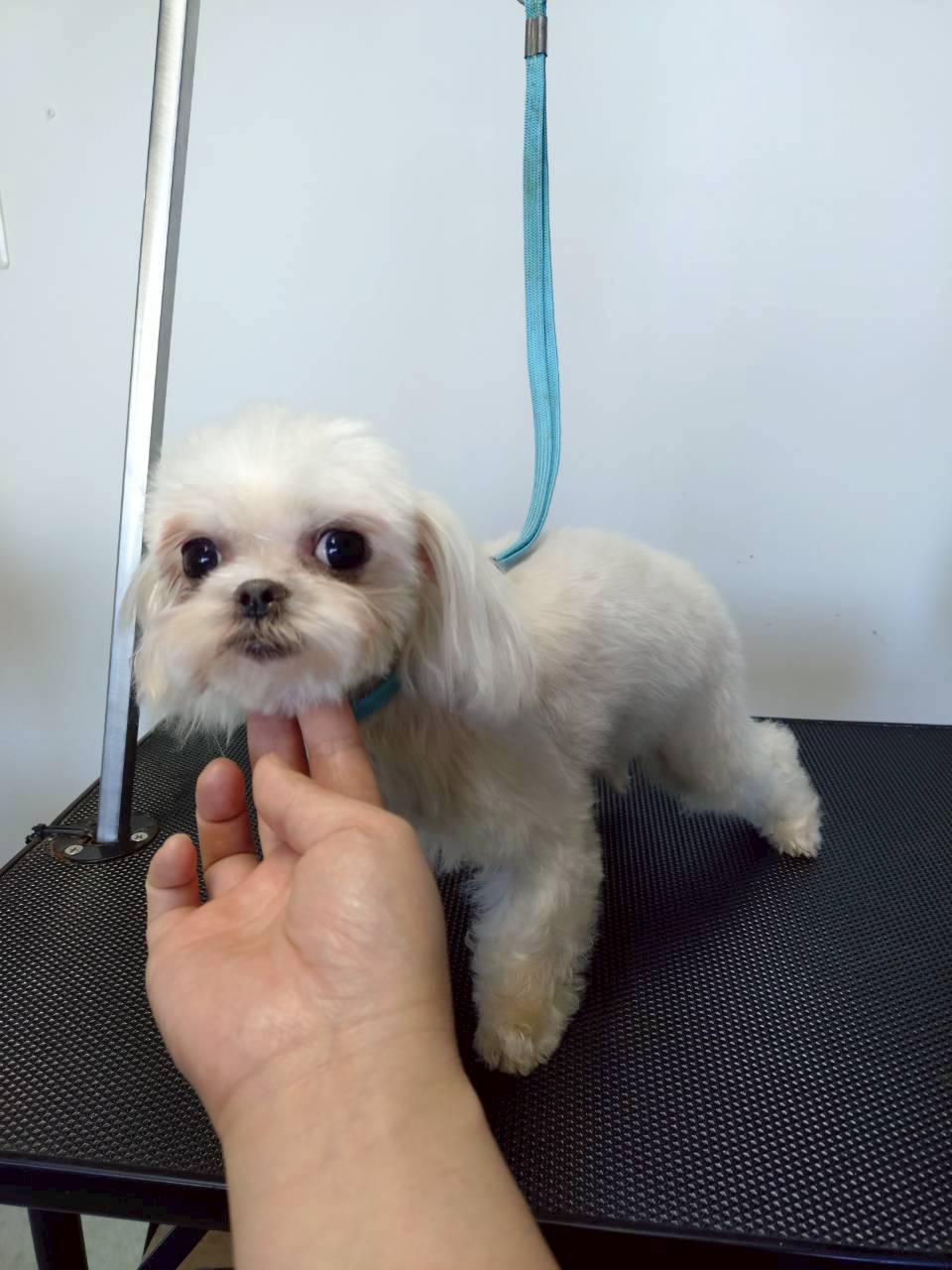 華clubで預かっている里親を探している保護犬です。