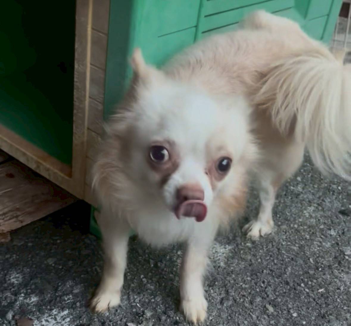 華clubで預かっている里親を探している保護犬です。