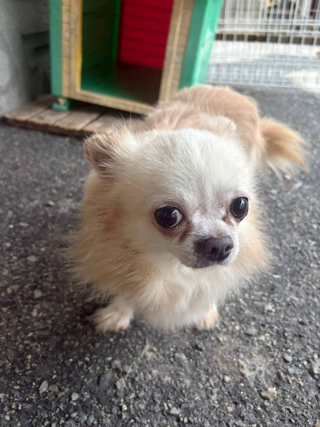 華clubで預かっている里親を探している保護犬です。