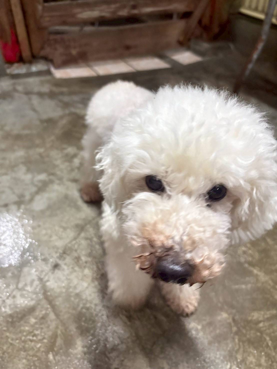 華clubで預かっている里親を探している保護犬です。