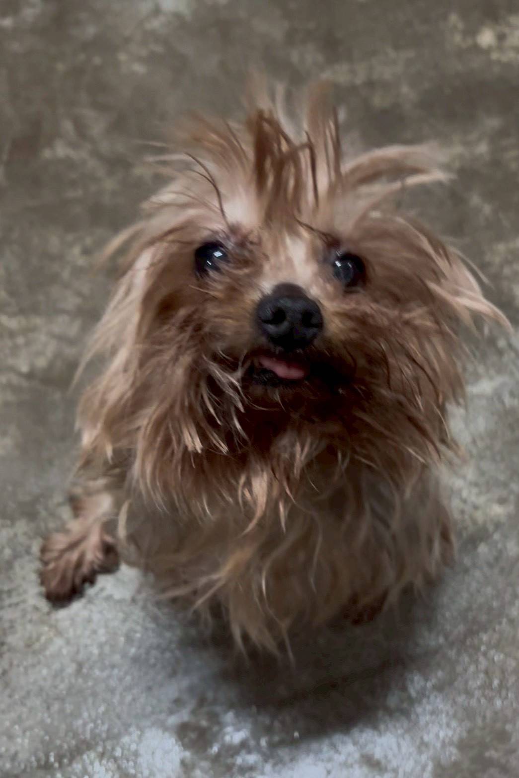 華clubで預かっている里親を探している保護犬です。