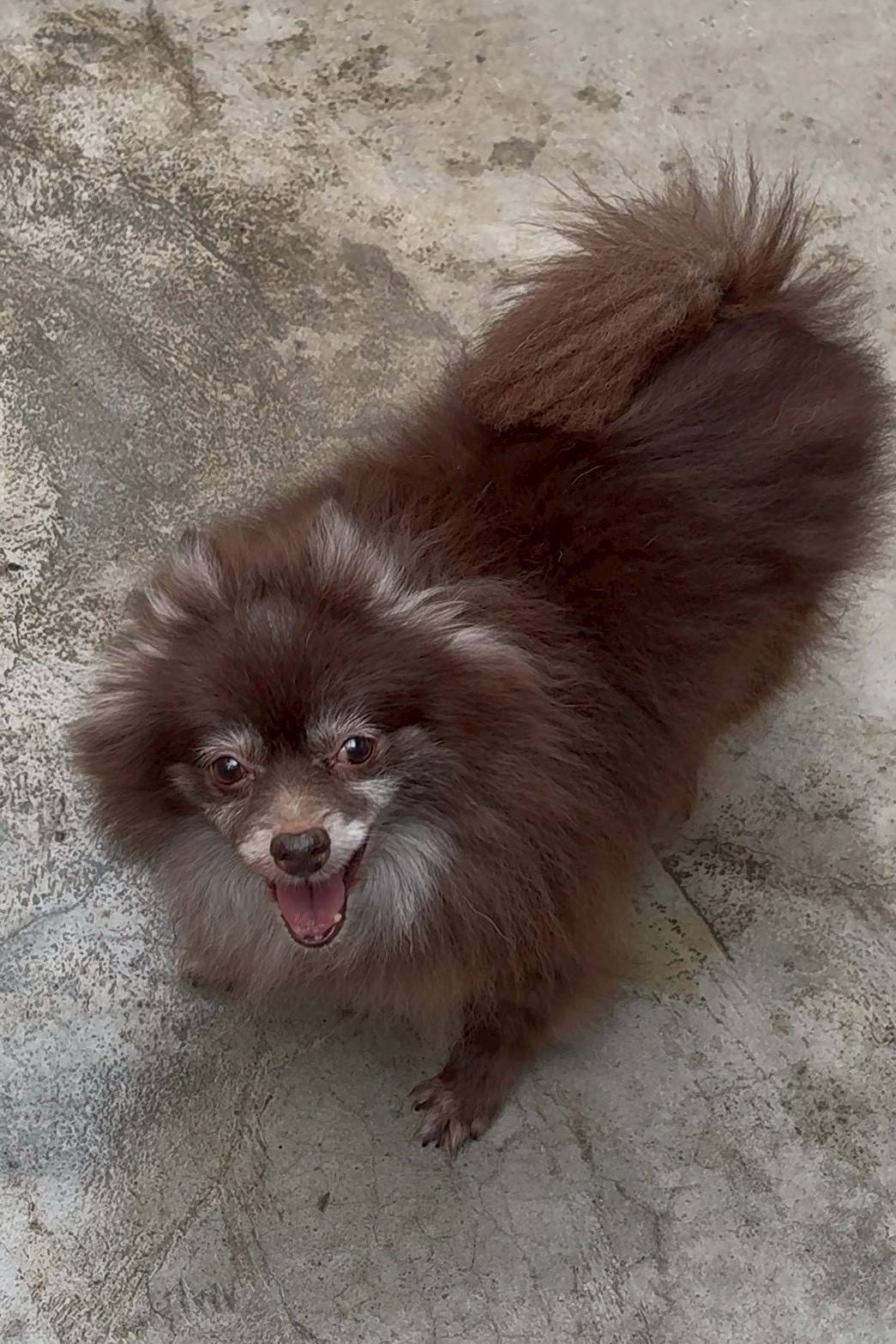 華clubで預かっている里親を探している保護犬です。