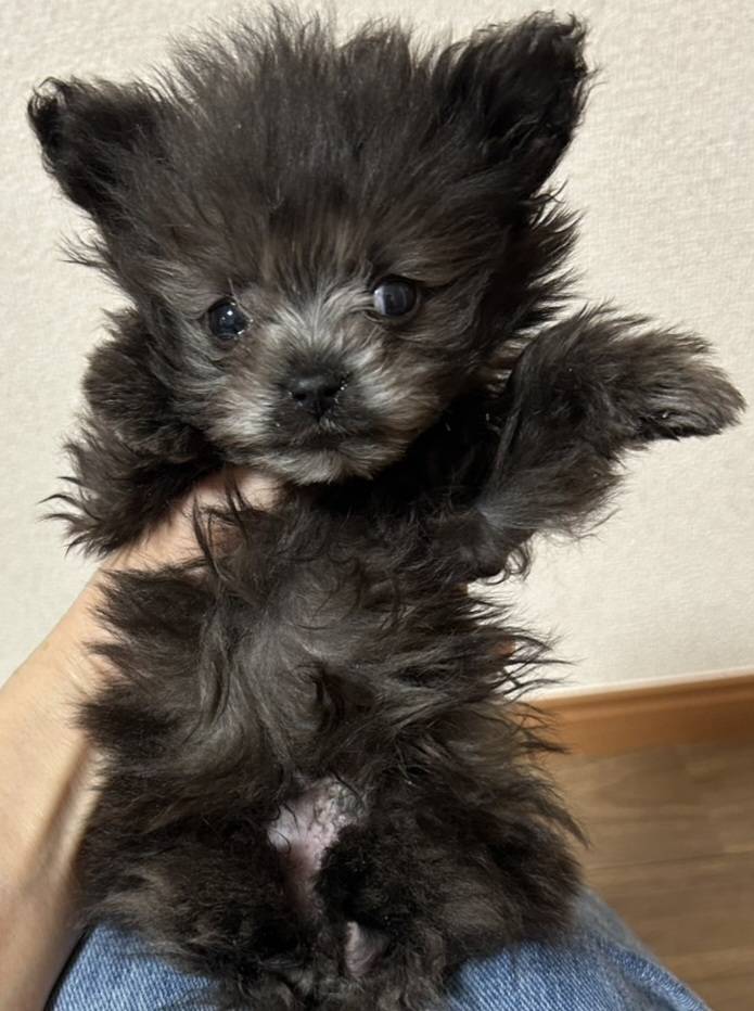 華clubで預かっている里親を探している保護犬です。