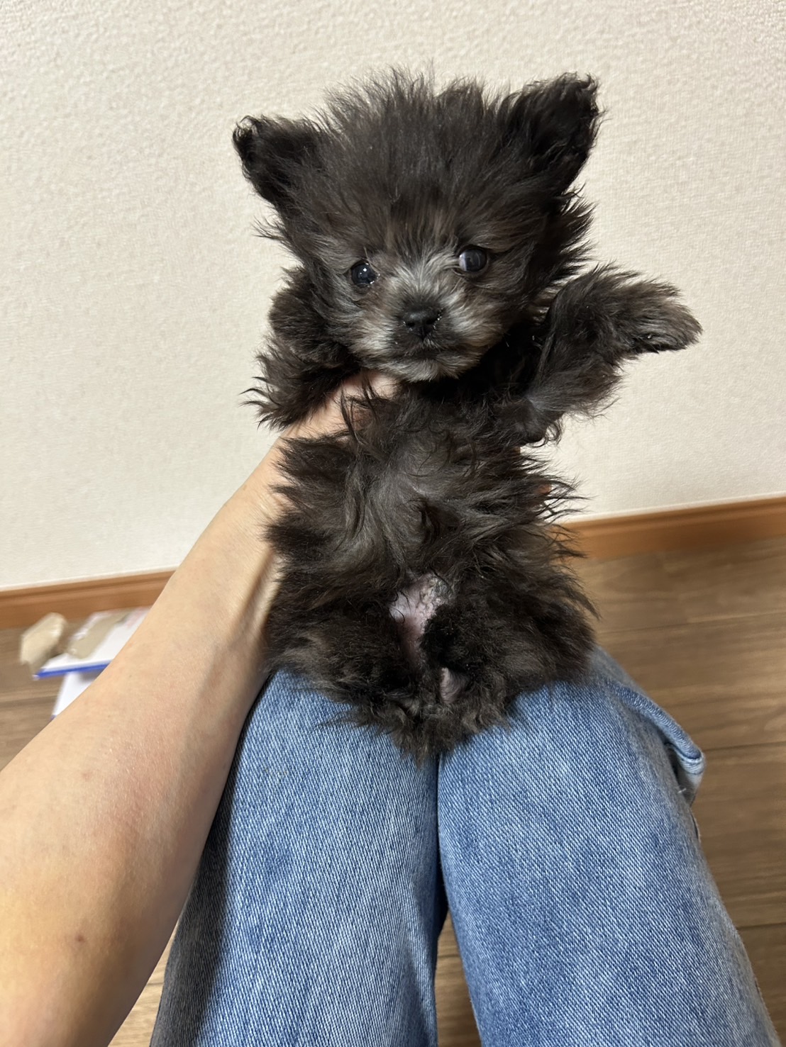 華clubで預かっている里親を探している保護犬です。