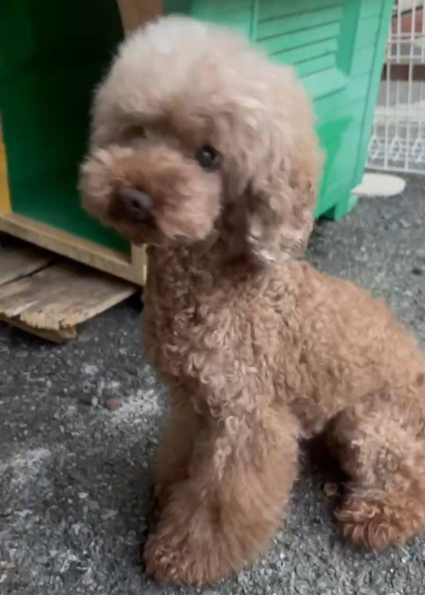 華clubで預かっている里親を探している保護犬です。