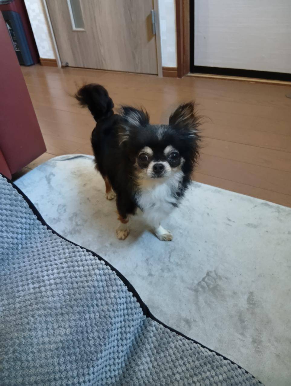 こちらの保護犬は里親様が決まりました