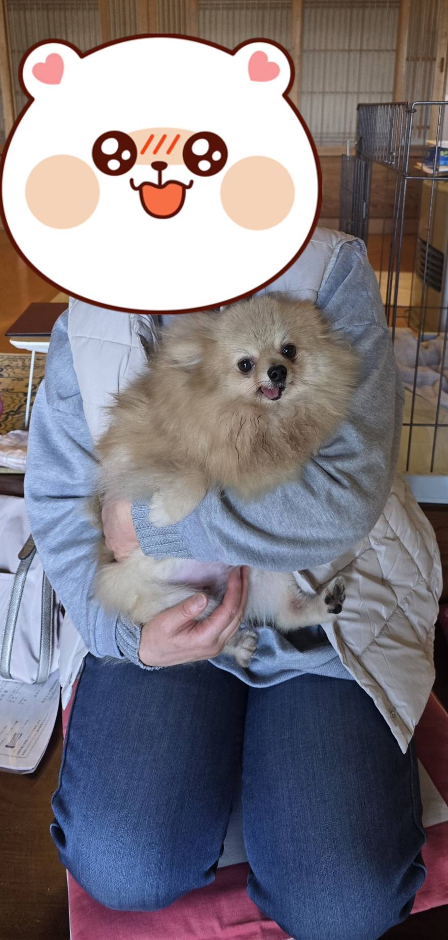 こちらの保護犬は里親様が決まりました