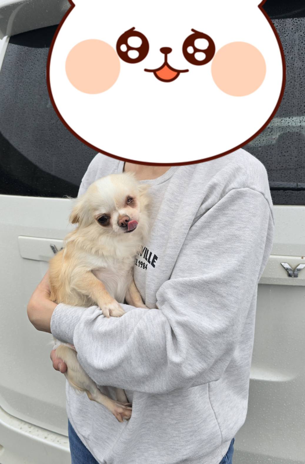 こちらの保護犬は里親様が決まりました