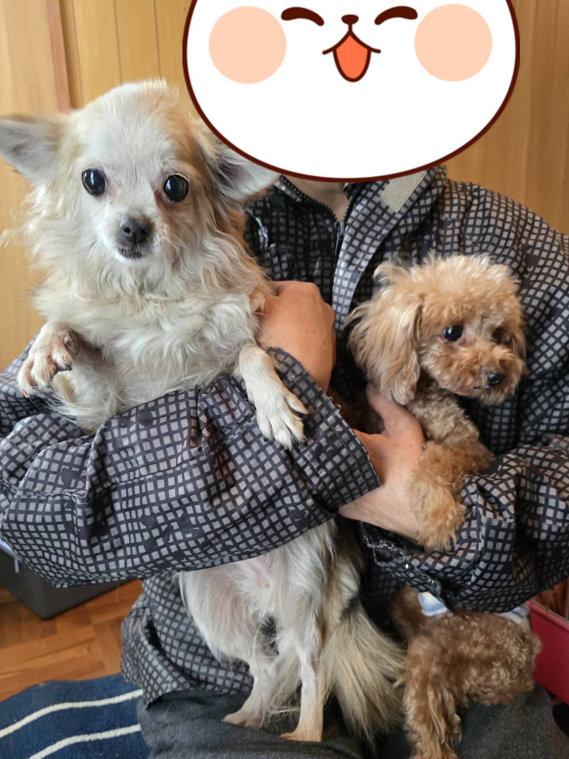 こちらの保護犬は里親様が決まりました