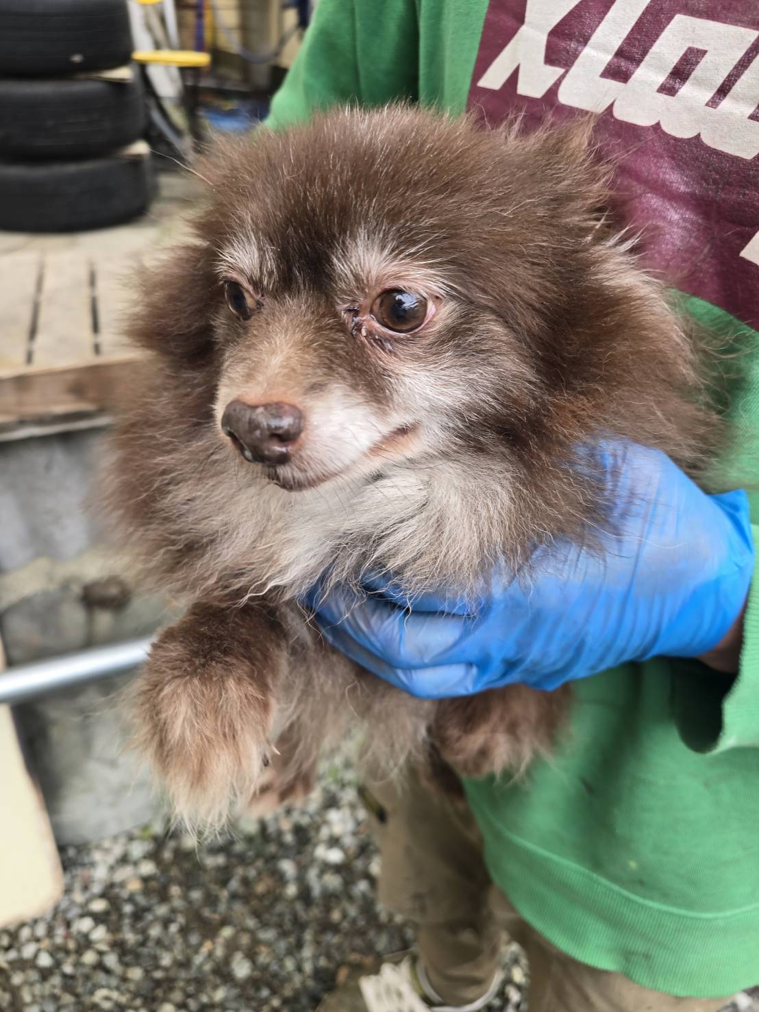 華clubで預かっている里親を探している保護犬です。