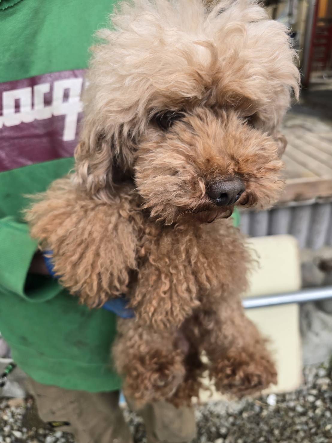 華clubで預かっている里親を探している保護犬です。