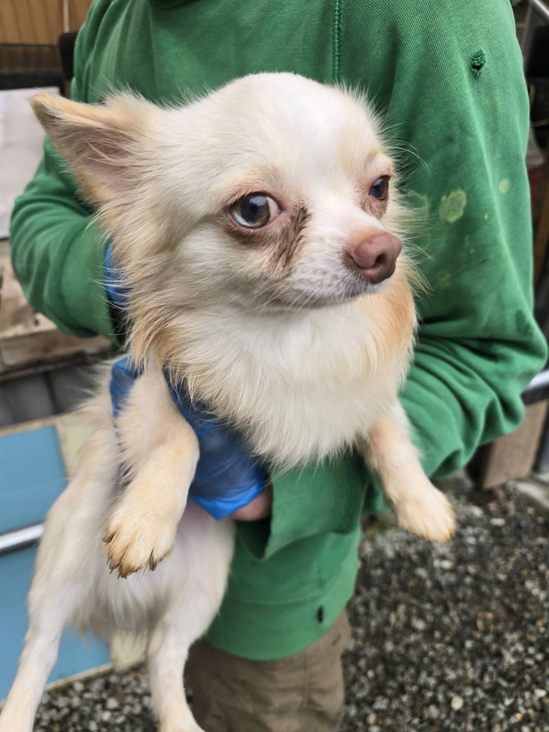 華clubで預かっている里親を探している保護犬です。