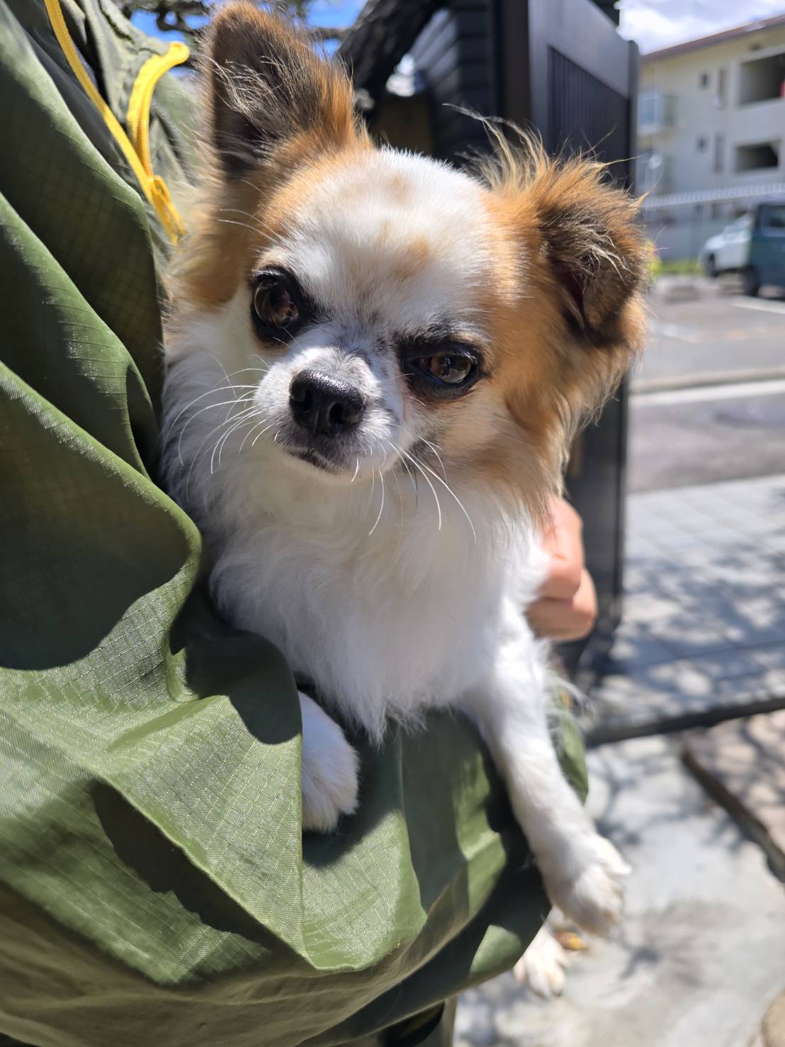 華clubで預かっている里親を探している保護犬です。