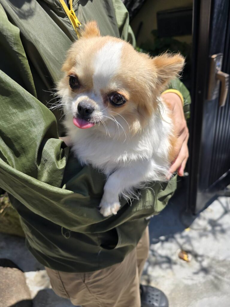 華clubで預かっている里親を探している保護犬です。