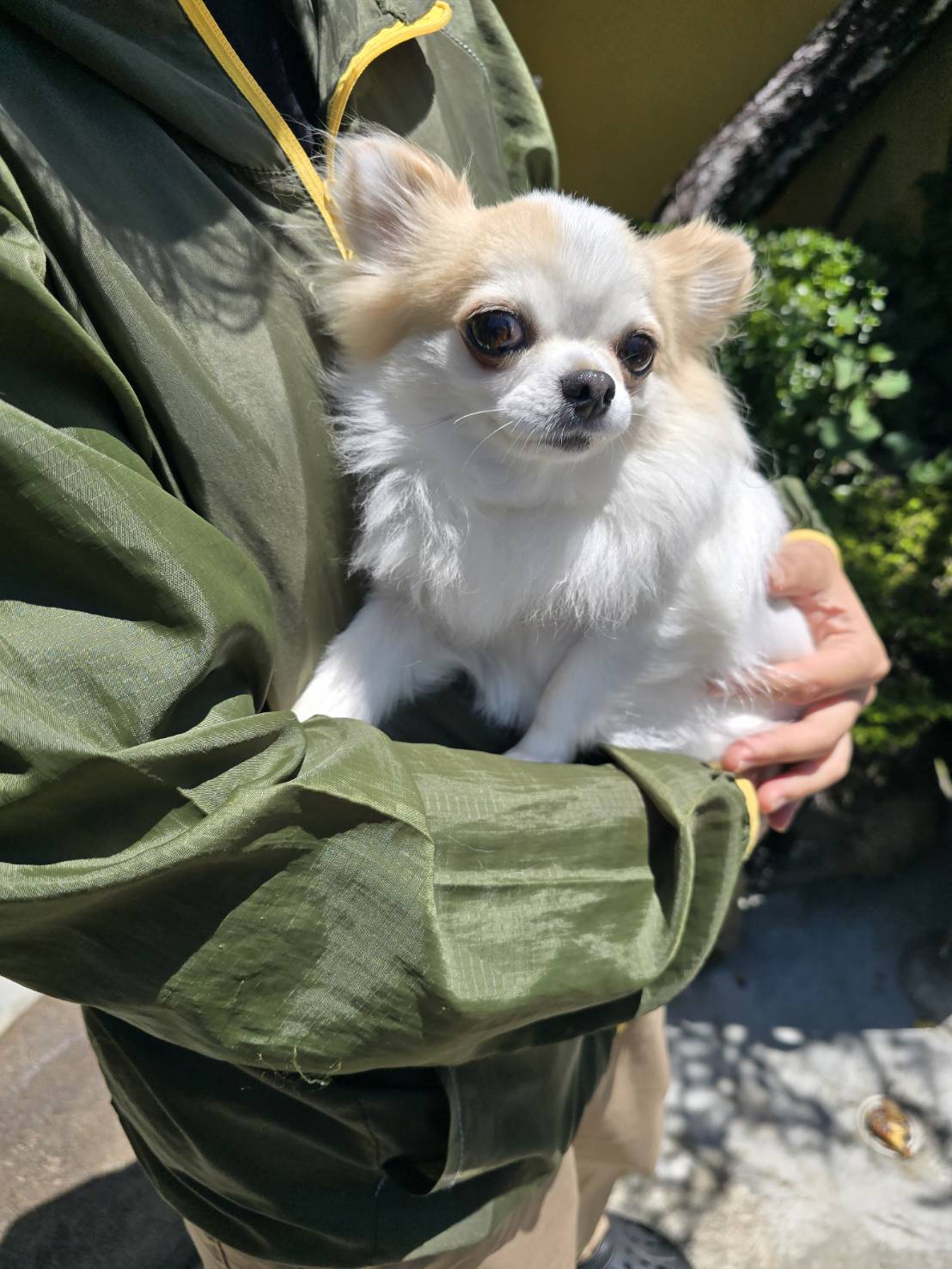 華clubで預かっている里親を探している保護犬です。