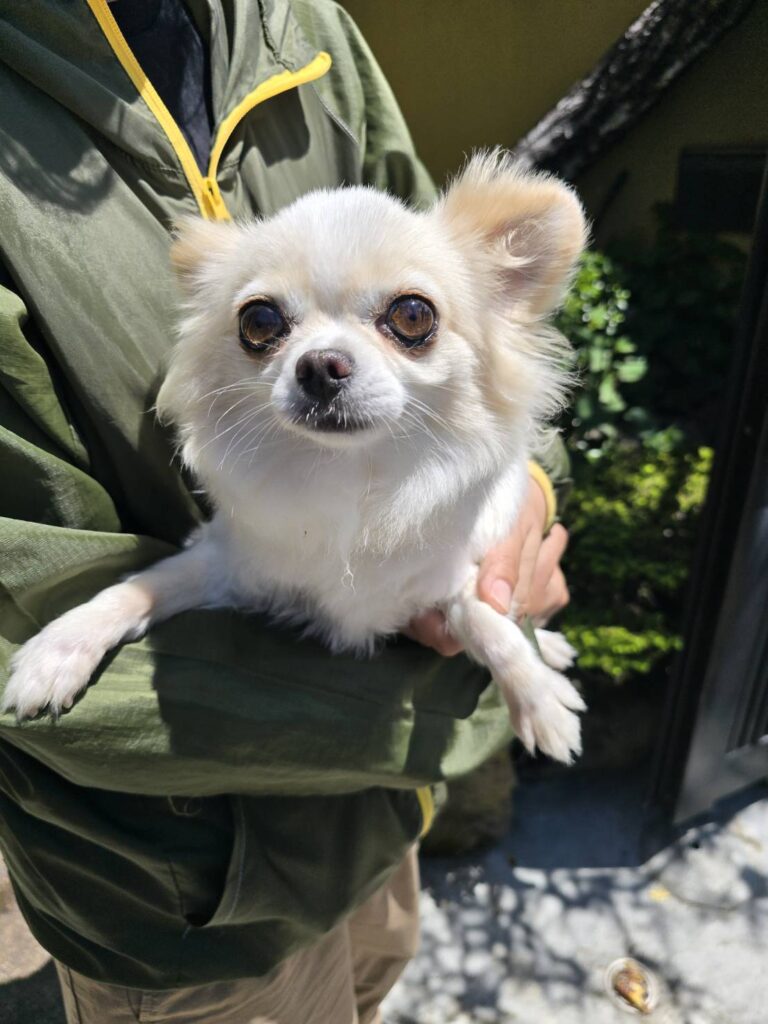 華clubで預かっている里親を探している保護犬です。