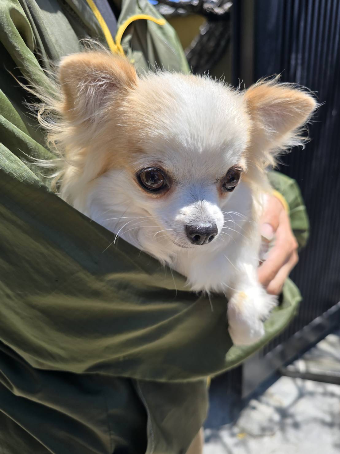 華clubで預かっている里親を探している保護犬です。