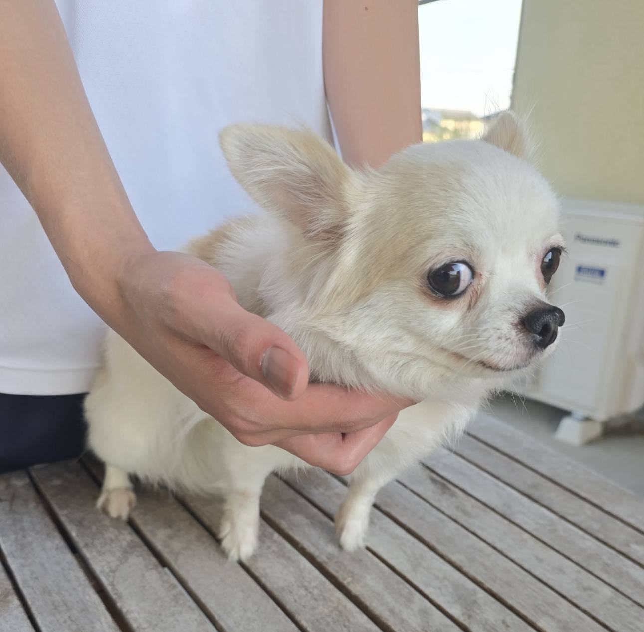 華clubで預かっている里親を探している保護犬です。