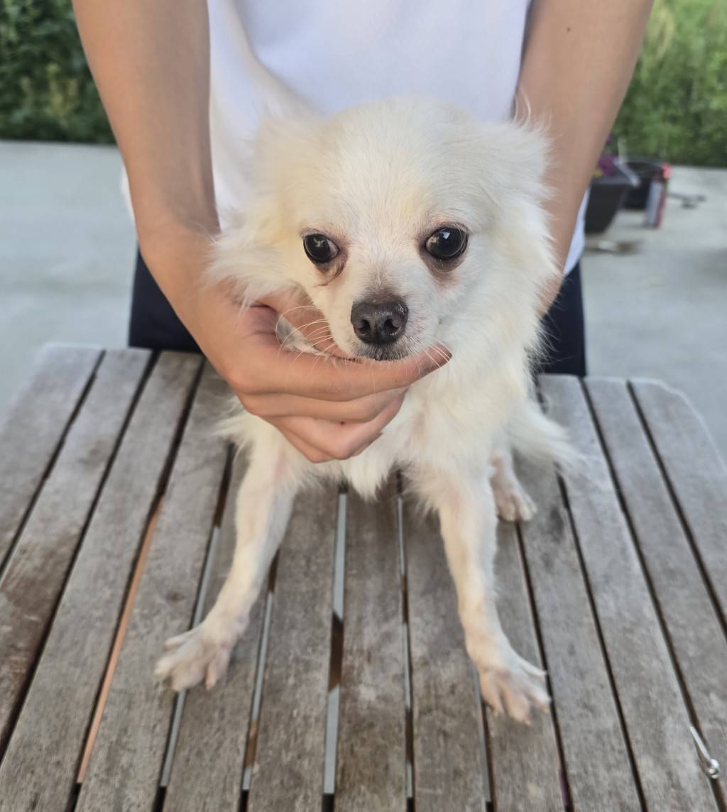 華clubで預かっている里親を探している保護犬です。