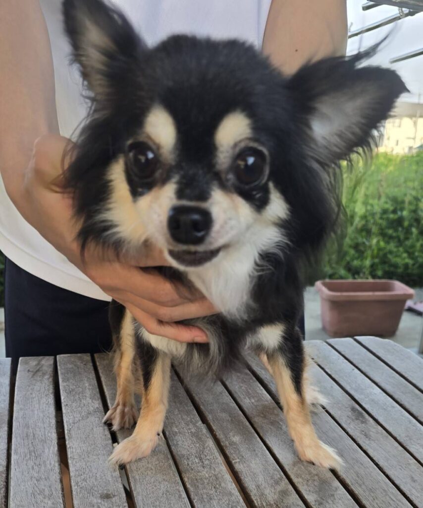 華clubで預かっている里親を探している保護犬です。