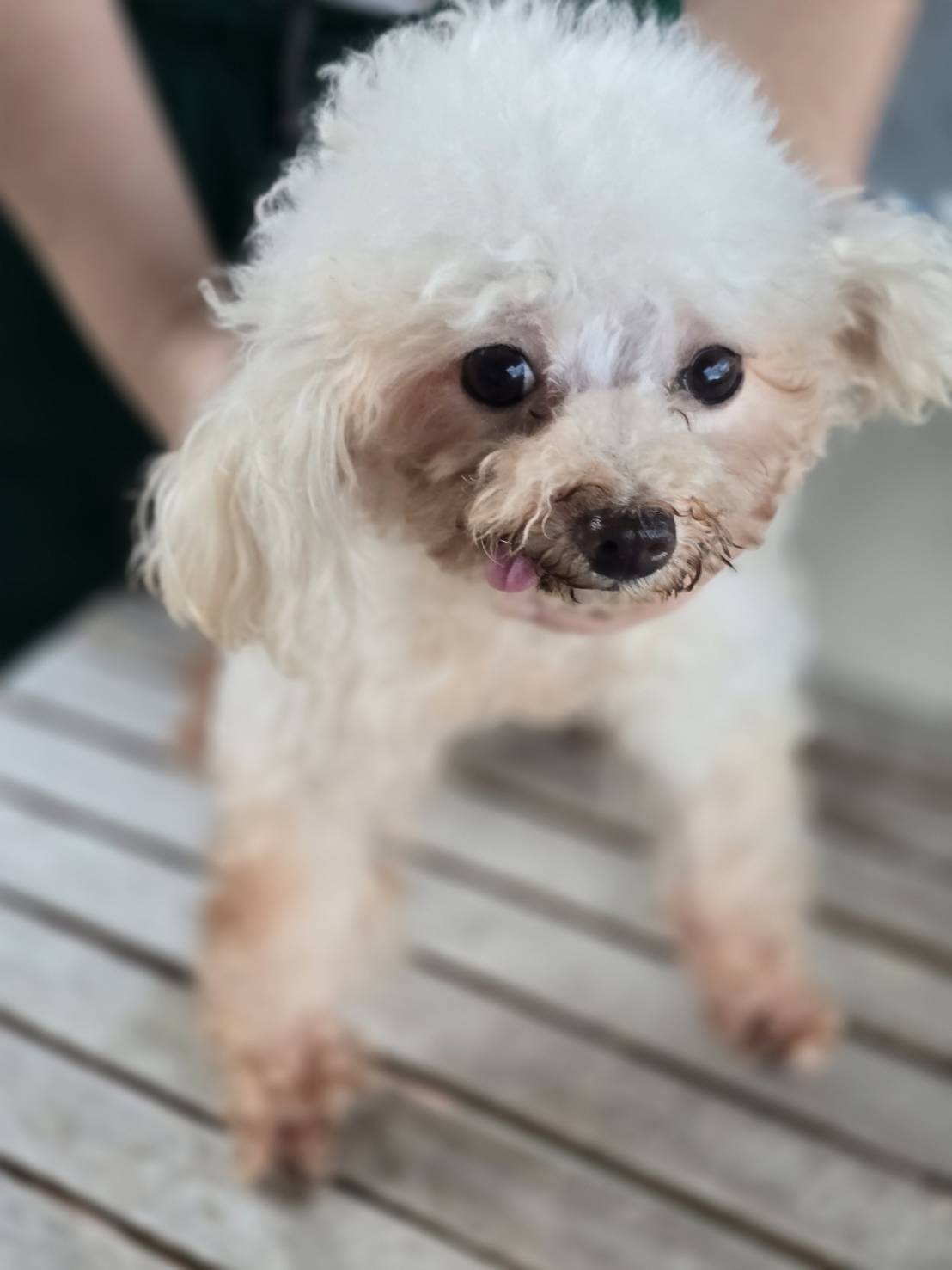 華clubで預かっている里親を探している保護犬です。