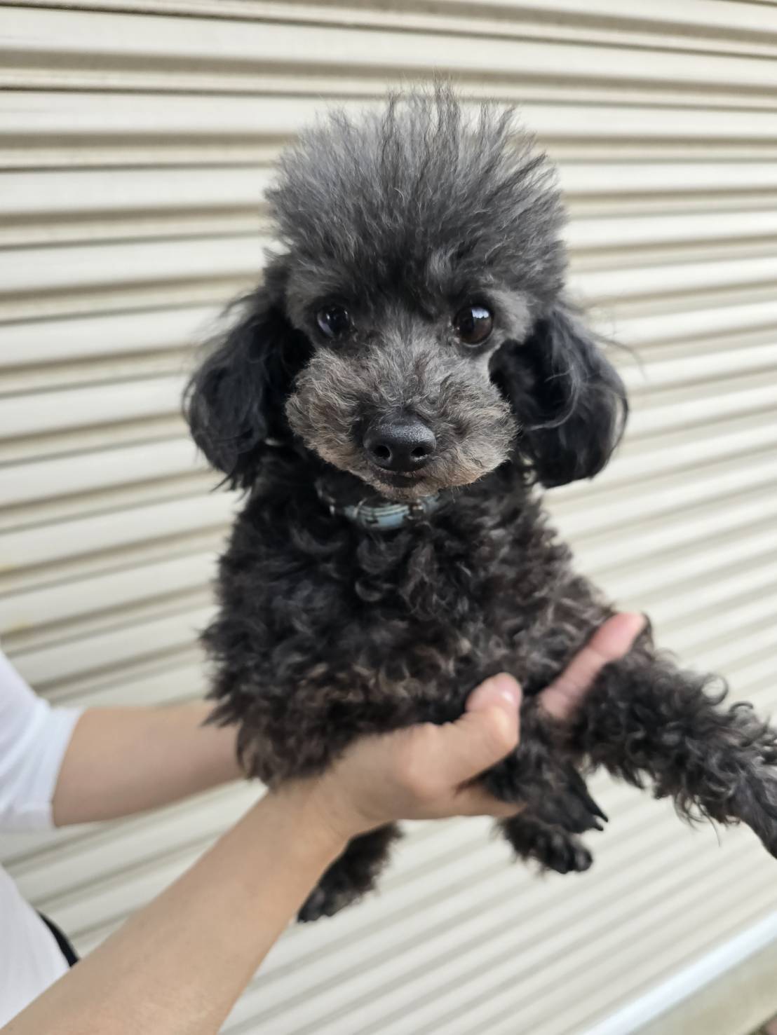 華clubで預かっている里親を探している保護犬です。