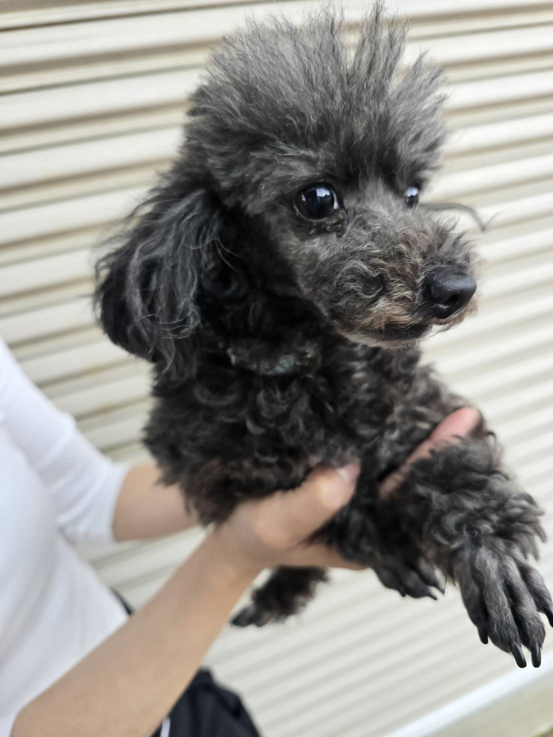 華clubで預かっている里親を探している保護犬です。