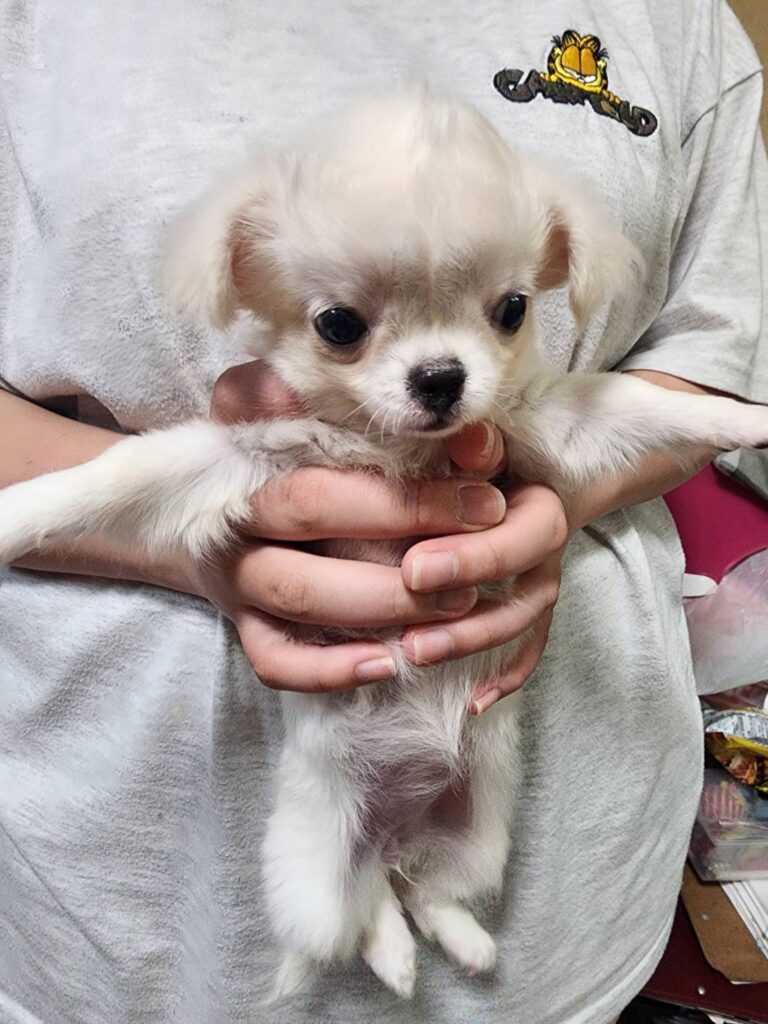 華clubで預かっている里親を探している保護犬です。