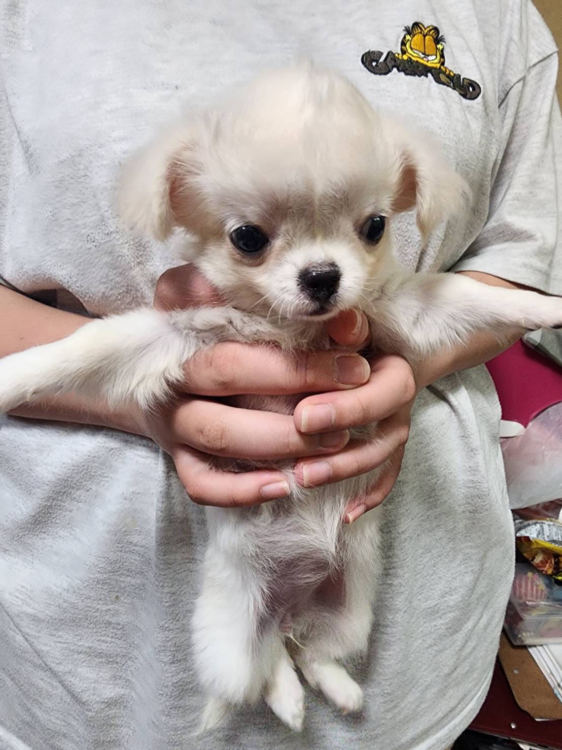 華clubで預かっている里親を探している保護犬です。