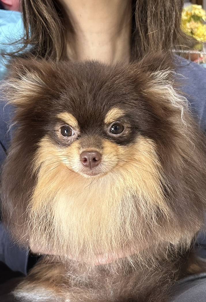 こちらの保護犬は里親様が決まりました